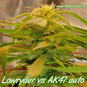 Lowryder #2 vs AK47, regulier. Lowryder #2 vs AK47, regulier.